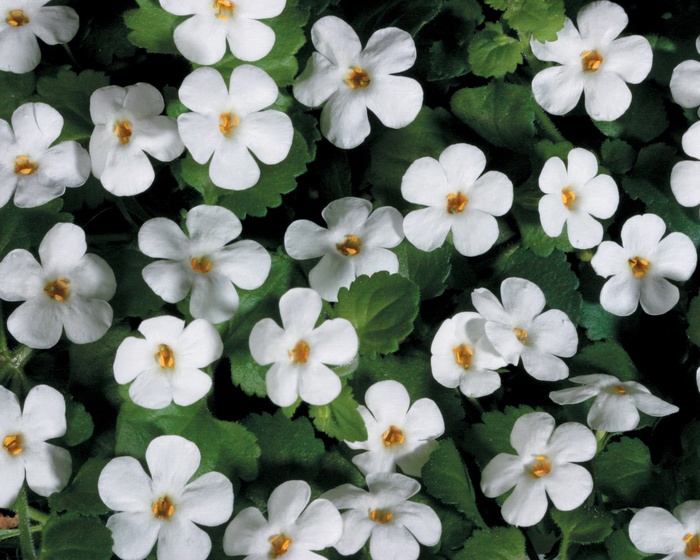 Snowstorm® Giant Snowflake - Sutera 'Bacopa' from Kings Garden Center