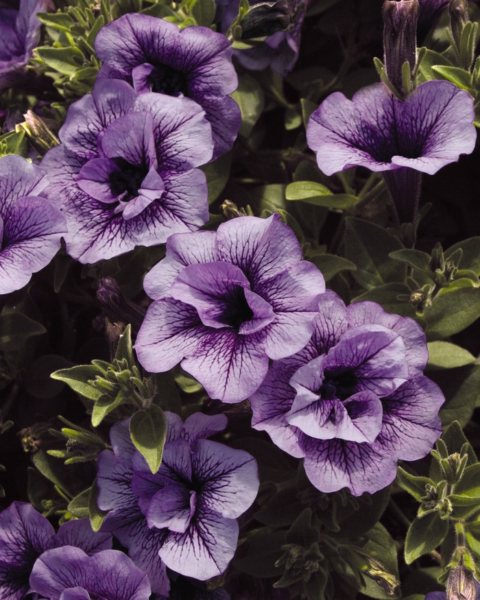 Supertunia® Priscilla - Petunia hybrid from Kings Garden Center