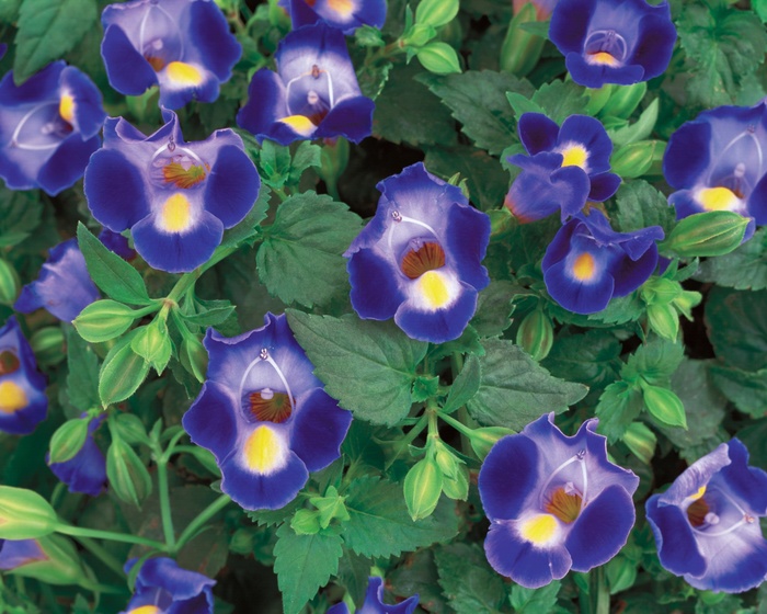 Catalina® Midnight Blue - Torenia 'Wishbone Flower' from Kings Garden Center