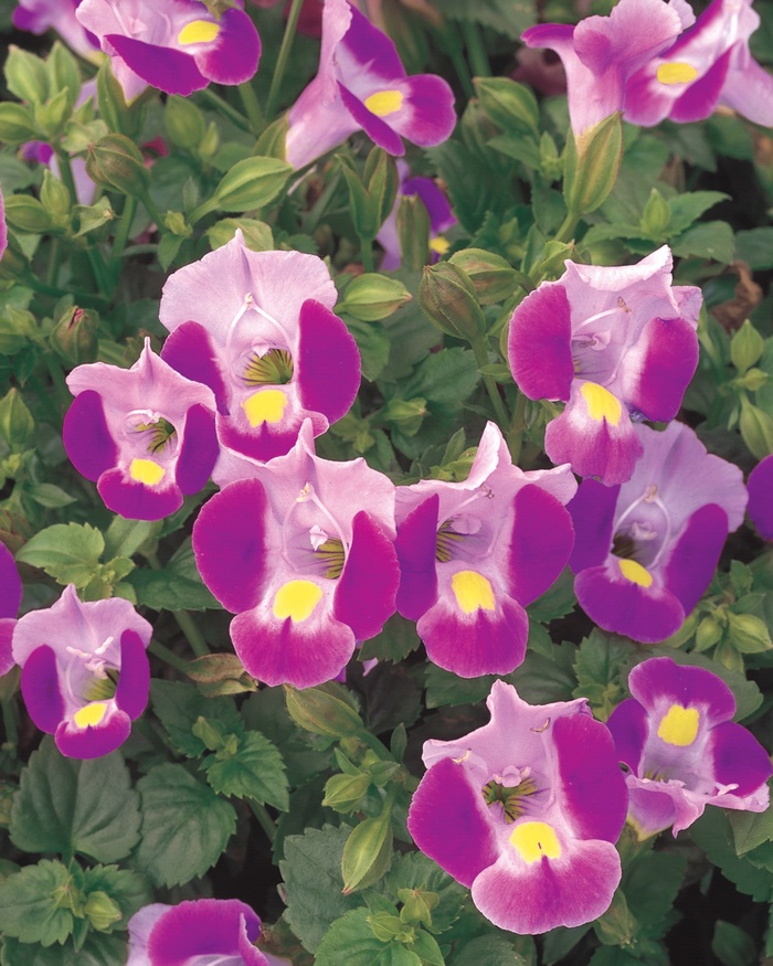 Catalina® Pink - Torenia 'Wishbone Flower' from Kings Garden Center