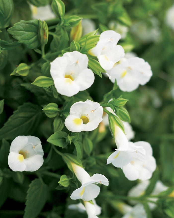 Catalina® White Linen - Torenia 'Wishbone Flower' from Kings Garden Center