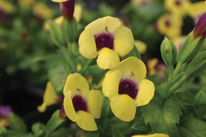 Wishbone Flower - Torenia 'Catalina® Gilded Grape' from Kings Garden Center