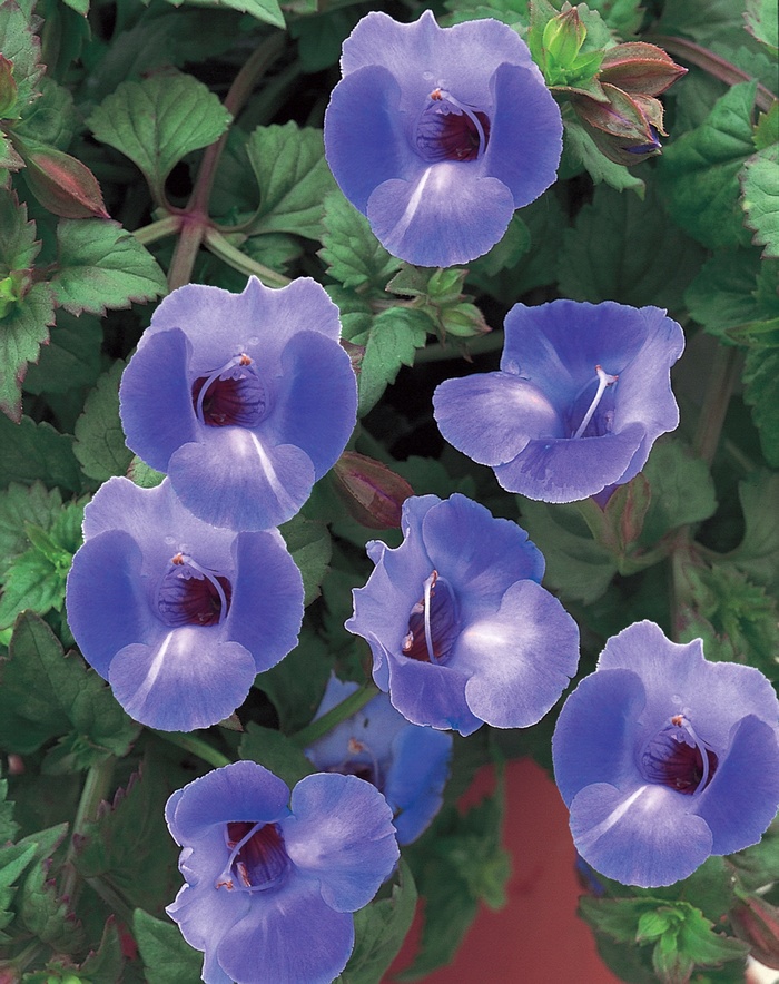 Blue - Torenia hybrid 'Wishbone Flower' from Kings Garden Center