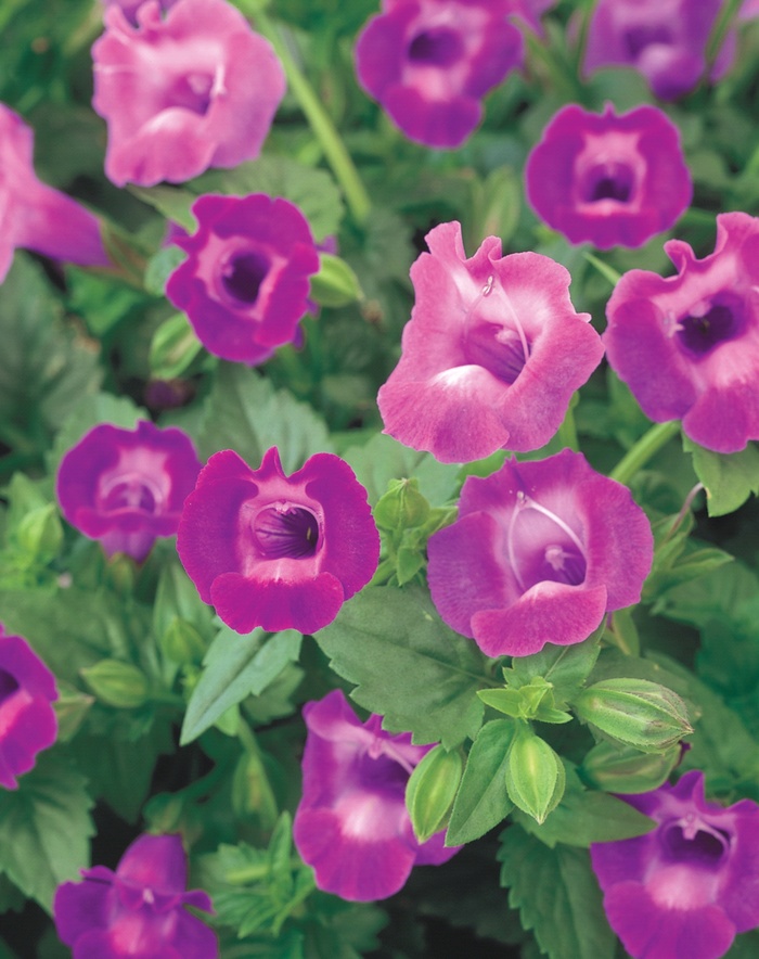 Summer Wave® Amethyst - Torenia hybrid 'Wishbone Flower' from Kings Garden Center