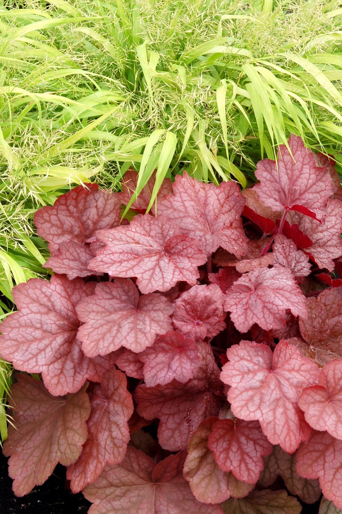 Coral Bells - Heuchera 'Georgia Peach' from Kings Garden Center