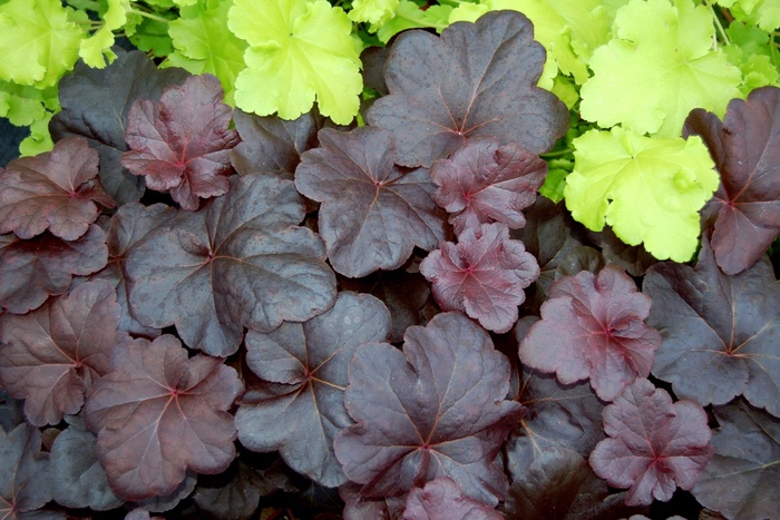 Coral Bells - Heuchera 'Obsidian' from Kings Garden Center