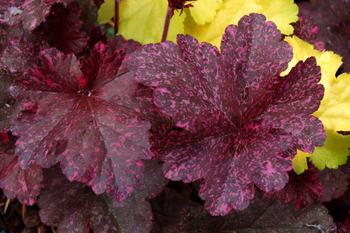 Coral Bells - Heuchera 'Midnight Rose' from Kings Garden Center