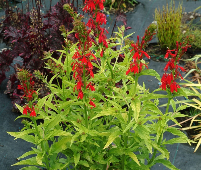 Cardinal Flower - Lobelia Cardinalis from Kings Garden Center