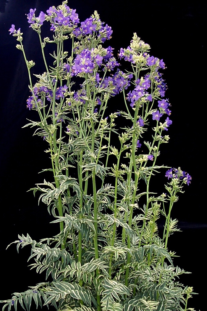 White Variegated Jacob's Ladder - Polemoniam caeruleum ''Snow and Sapphires'' from Kings Garden Center