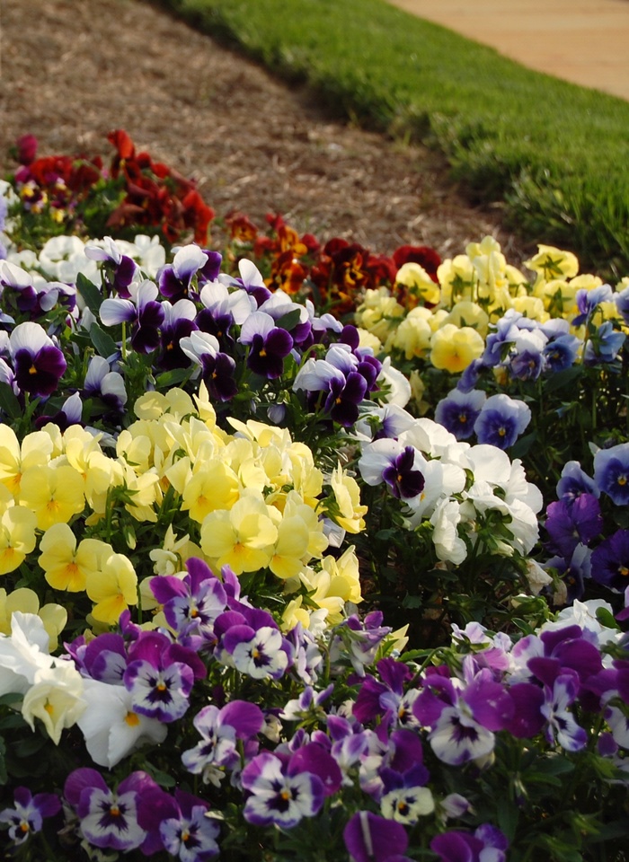 Pansy - Multiple Varieties from Kings Garden Center