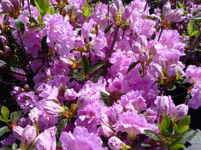 'Elsie Lee' - Rhododendron hybrid from Kings Garden Center