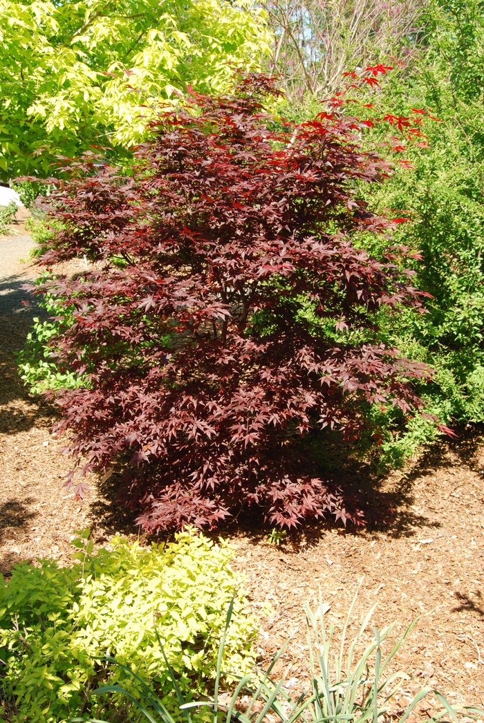 Japanese Maple Tsukasa Silhouette - Acer palmatum from Kings Garden Center