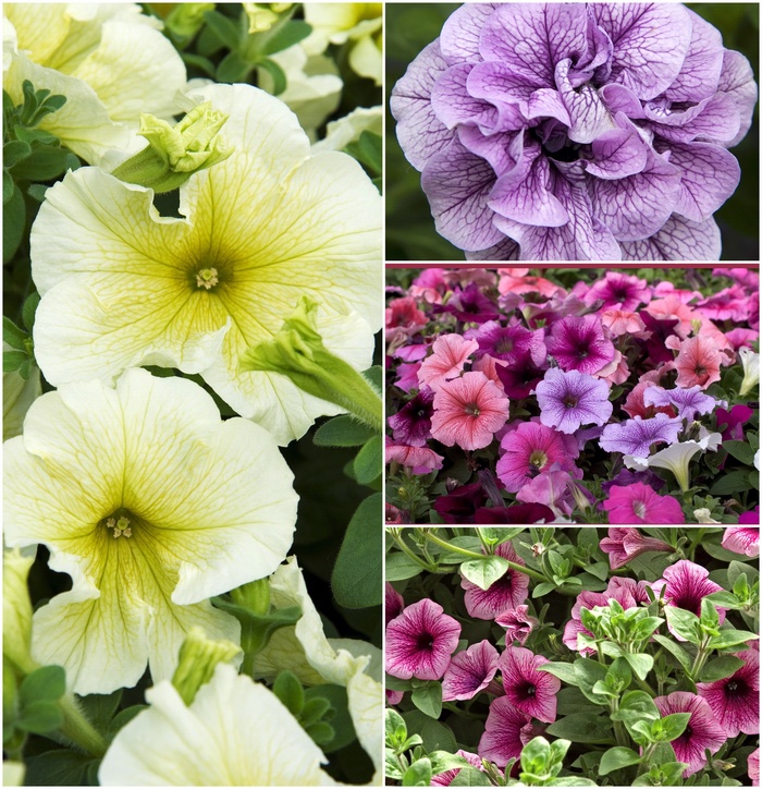 Petunias - Multiple Varieties from Kings Garden Center