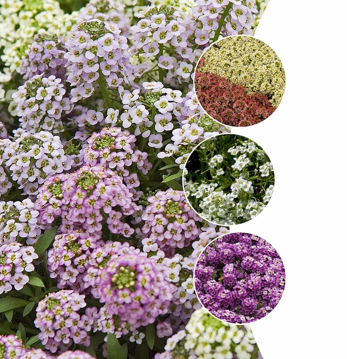 Assorted Alyssum - Lobularia from Kings Garden Center