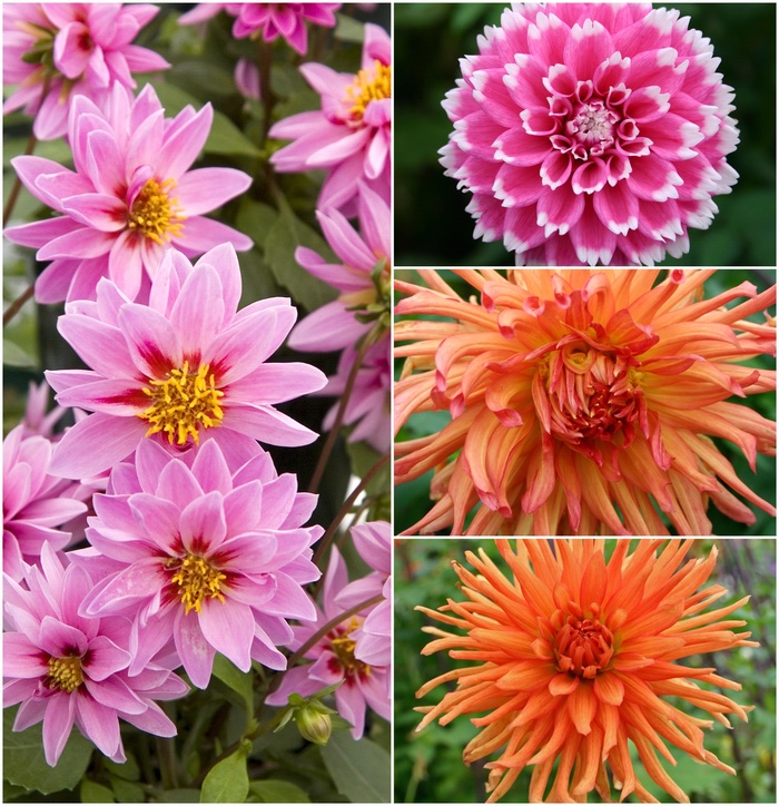 Dahlia - Multiple Varieties from Kings Garden Center