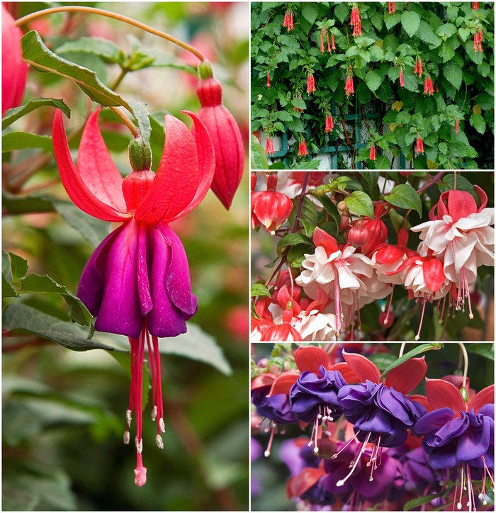 Fuchsia - Mulitple Varieties from Kings Garden Center