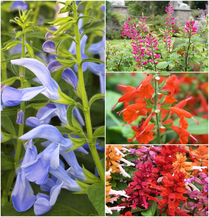 Mulitple Varieties Salvia Flowering Sage Kings