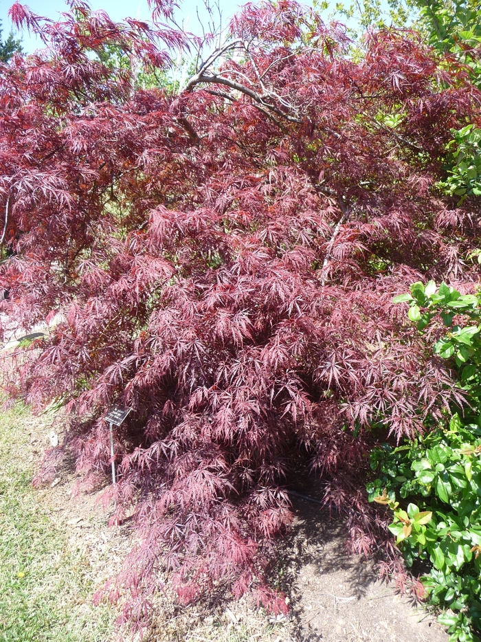 Japanese Maple - Acer palmatum 'Tamukeyama' from Kings Garden Center
