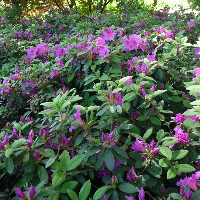 Royalty Encore Azalea - Azalea x 'Conlec' from Kings Garden Center