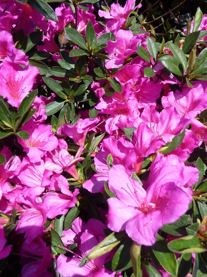 'Formosa' - Rhododendron hybrid from Kings Garden Center