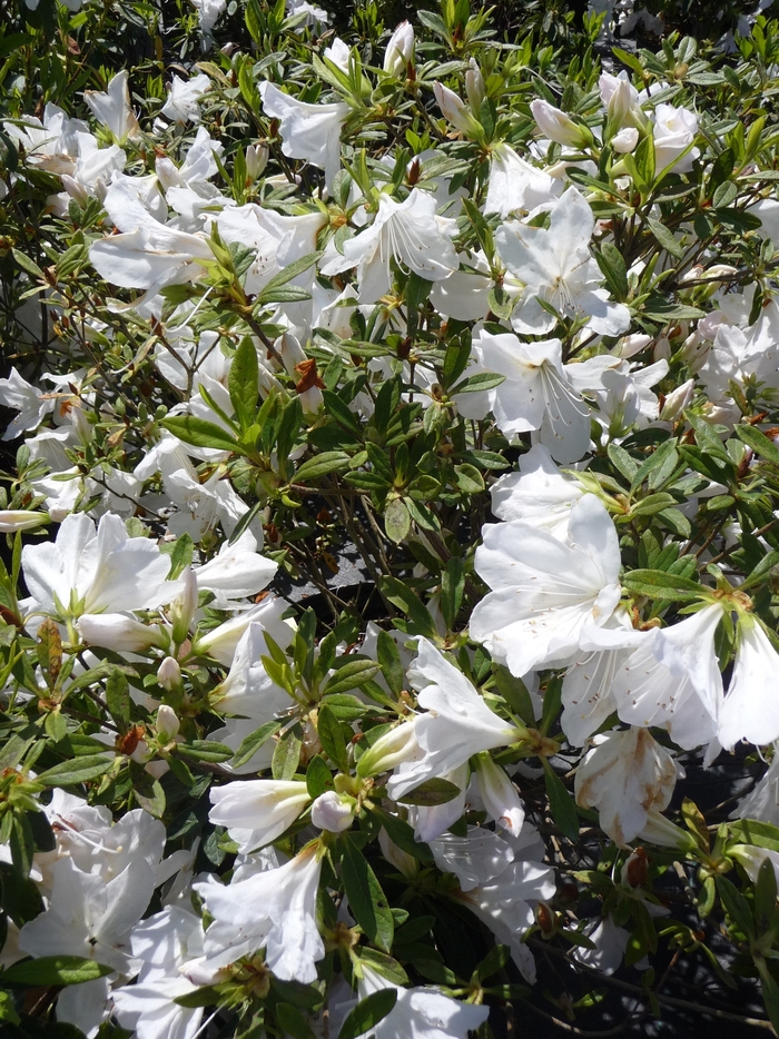 'G.G. Gerbing' - Rhododendron indica from Kings Garden Center