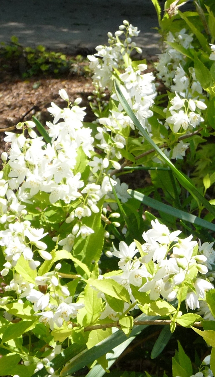 Chardonnay Pearls® - Deutzia from Kings Garden Center