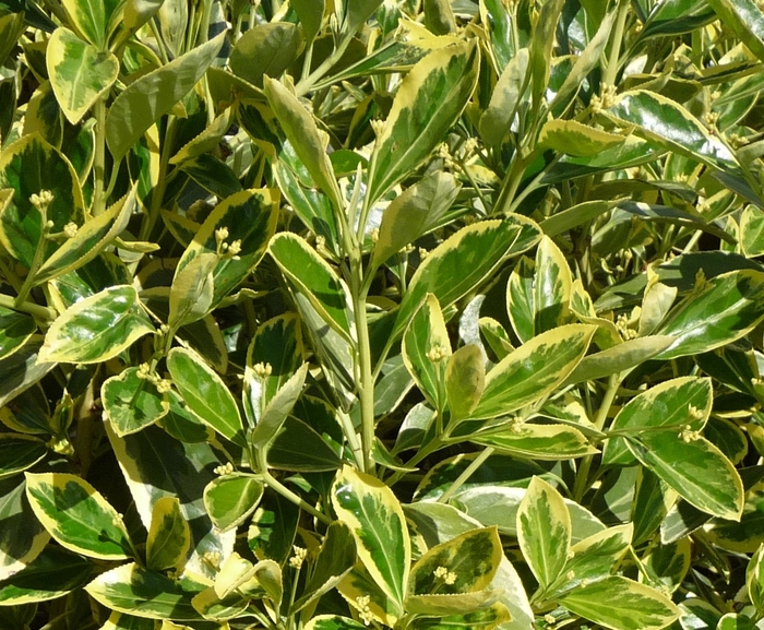 Japanese Euonymus - Euonymus japonicus 'Silver King' from Kings Garden Center