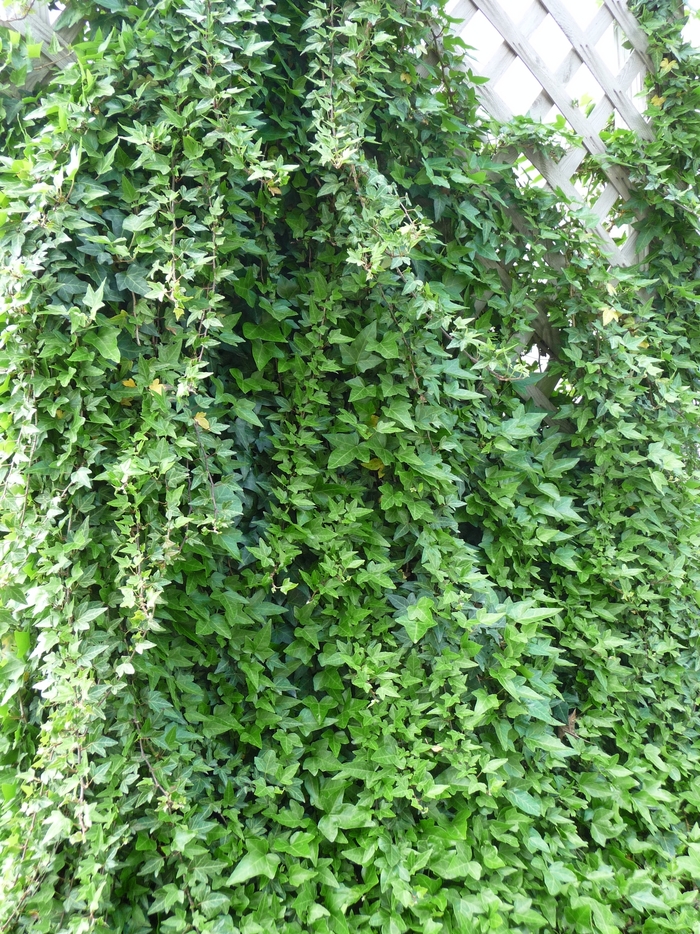 Hedera Helix English Ivy Kings Garden Center
