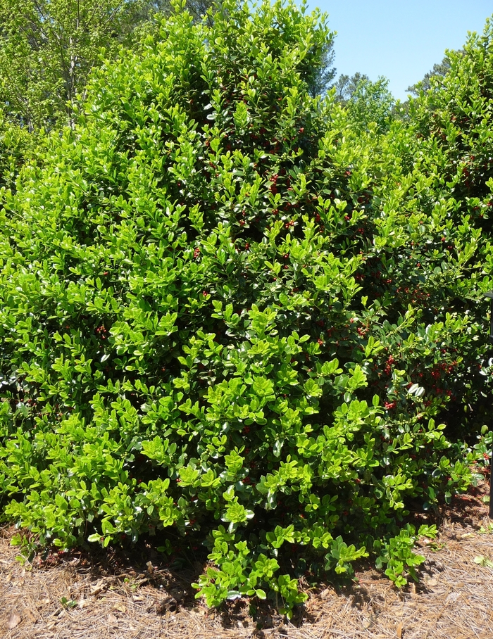 Ilex cornuta 'Burfordii Nana' Dwarf Burford Holly Kings Garden Center