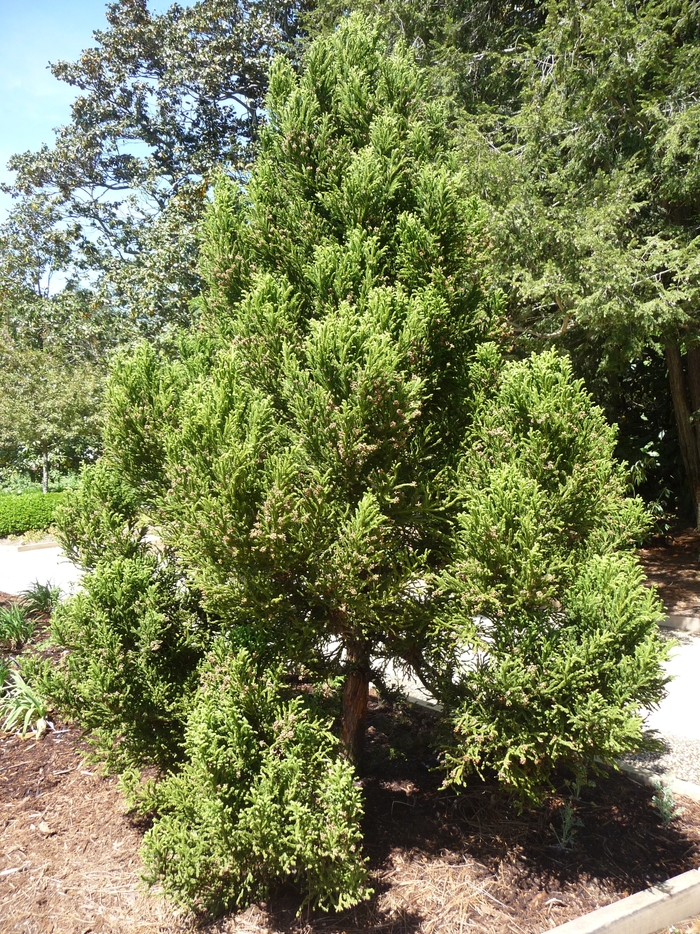 Black Dragon Cryptomeria - Cryptomeria 'Black Dragon' from Kings Garden Center