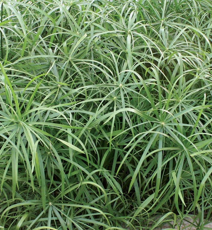 Baby Tut™ Umbrella Grass - Cyperus involucratus 'Baby Tut' from Kings Garden Center