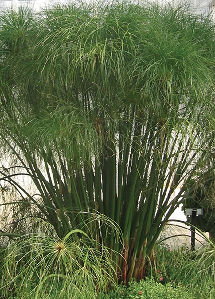 Umbrella Grass - Cyperus papyrus 'King Tut®' from Kings Garden Center