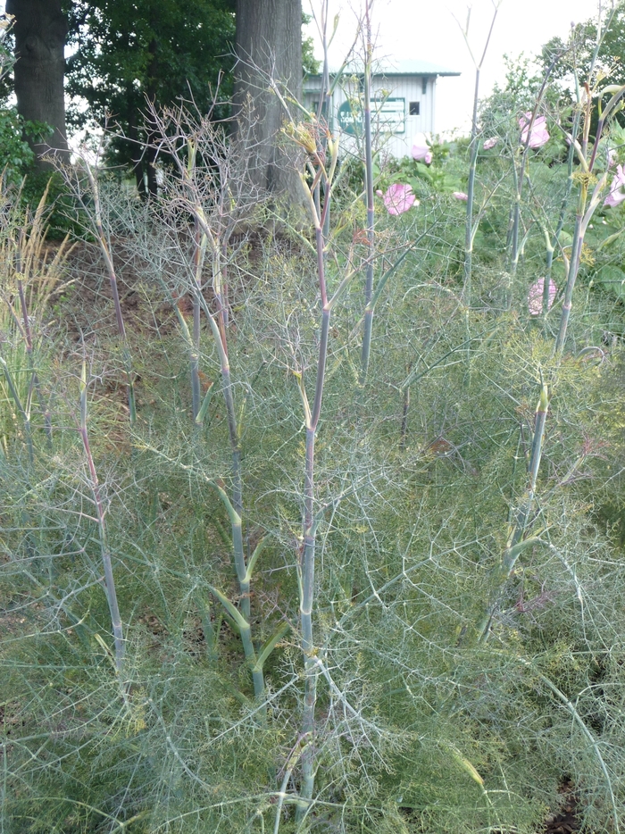 Bronze Fennel - Foeniculum vulgare 'Rubrum' from Kings Garden Center