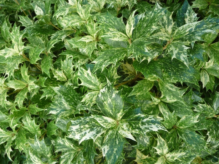 Goshiki Osmanthus - Osmanthus heterophyllus 'Goshiki' from Kings Garden Center