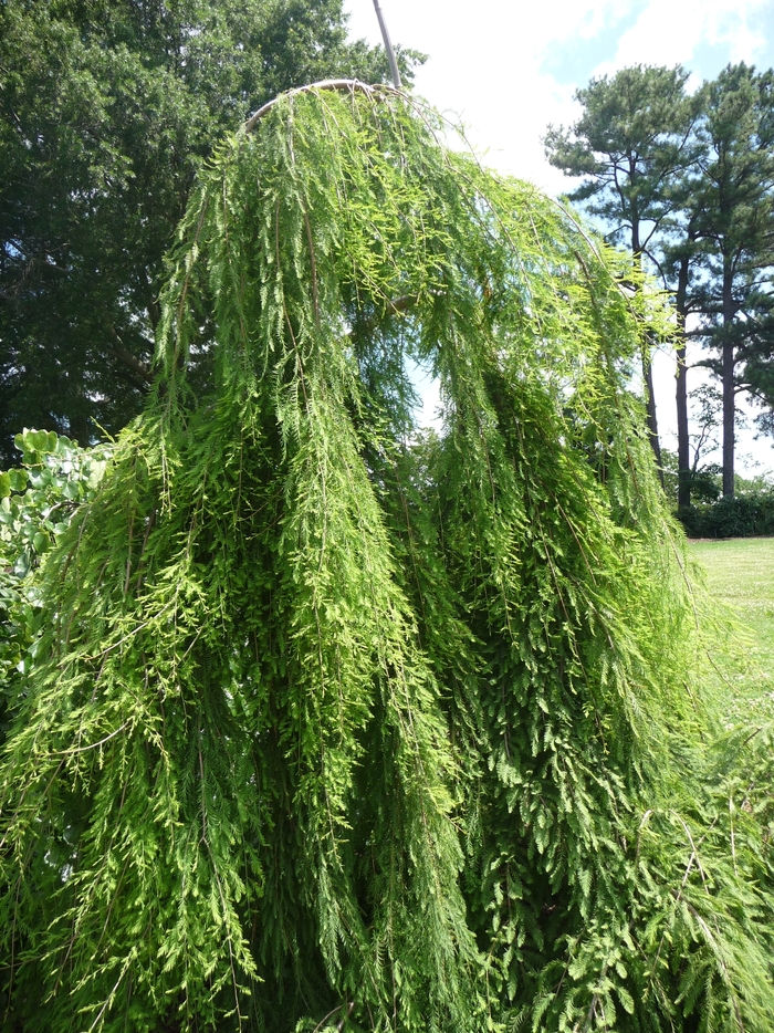 Cascade Falls Weeping Bald Cypress - Taxodium distichum 'Cascade Falls' from Kings Garden Center