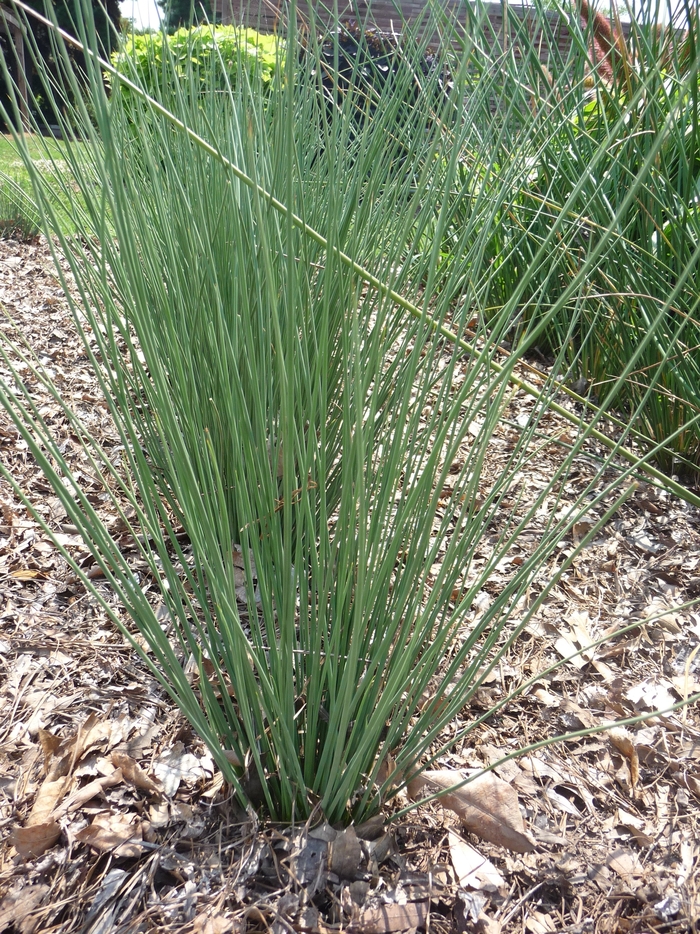 Rush - Juncus inflexus 'Blue Arrows' from Kings Garden Center