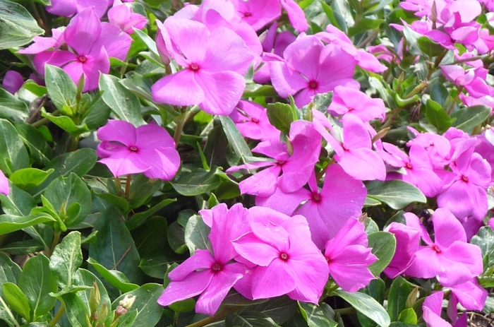 Annual Vinca; Periwinkle - Catharanthus roseus 'Cora Cascade Lilac' from Kings Garden Center