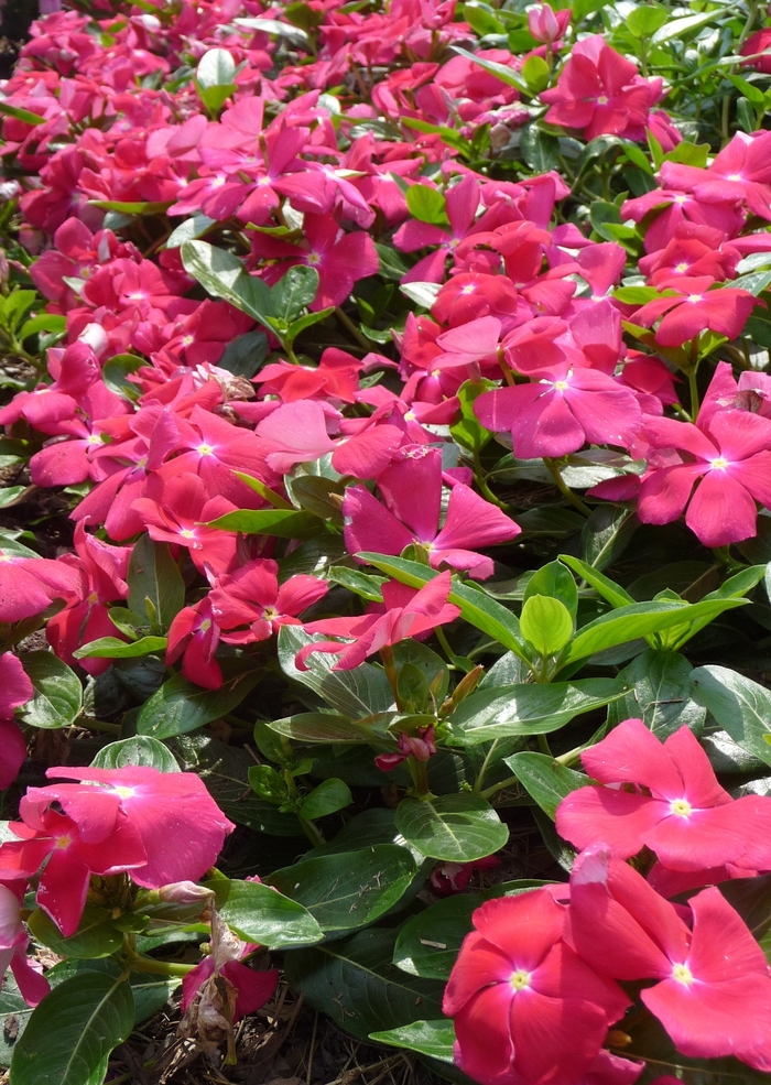 Cora Cascade Cherry - Catharanthus roseus 'Cora Cascade Cherry' from Kings Garden Center