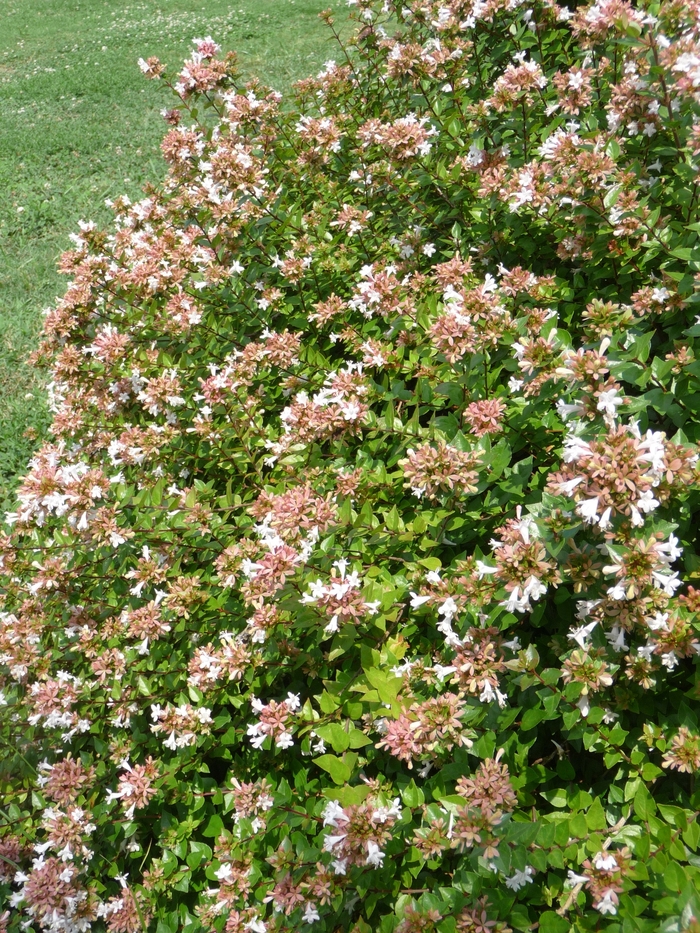 Rose Creek Glossy Abelia - Abelia x grandiflora 'Rose Creek' from Kings Garden Center