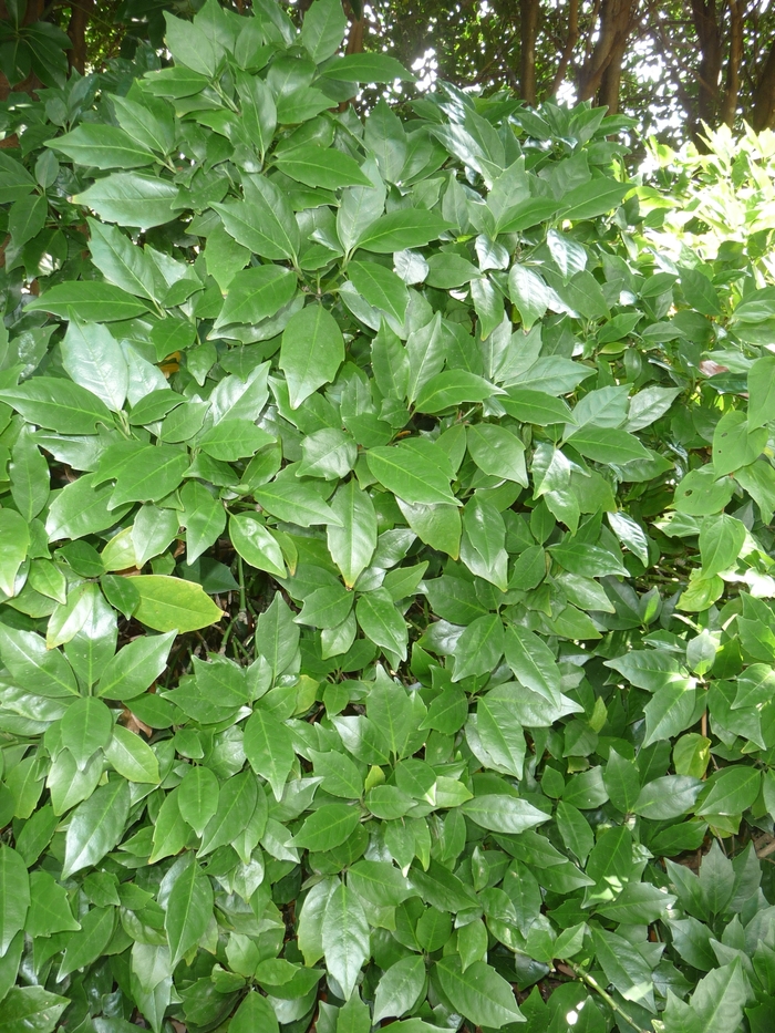 Aucuba Rozanne - Aucuba japonica 'Rozanne' from Kings Garden Center