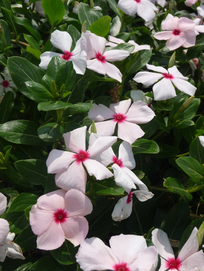 Annual Vinca; Periwinkle - Catharanthus roseus 'Cora Cascade Peach Blush' from Kings Garden Center