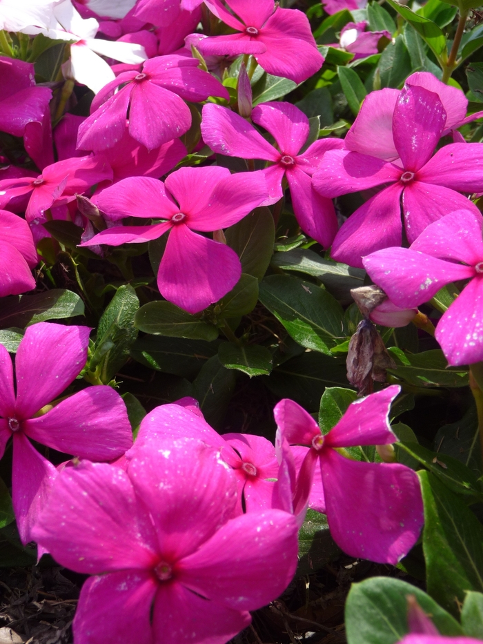 Catharanthus roseus 'Cora Cascade Violet' Annual Vinca; Periwinkle Kings Garden Center