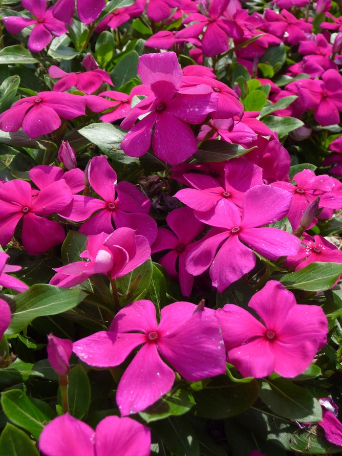 Annual Vinca; Periwinkle - Catharanthus roseus 'Cora Cascade Violet' from Kings Garden Center