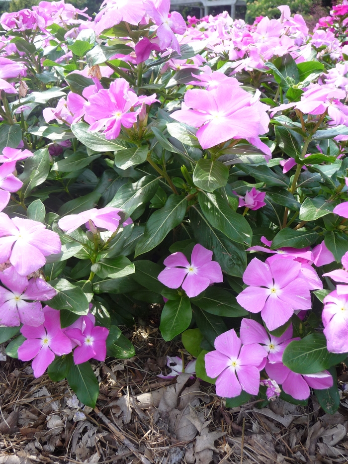 Annual Vinca; Periwinkle - Catharanthus roseus 'Cora Deep Lavender' from Kings Garden Center