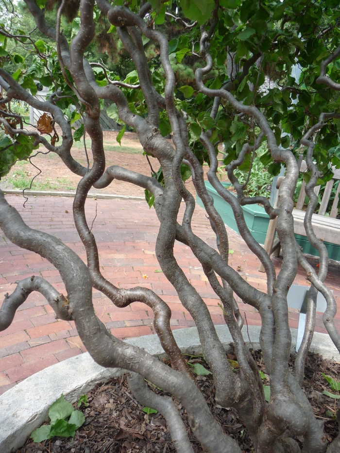 Harry Lauder's Walking Stick - Corylus avellana 'Contorta' from Kings Garden Center