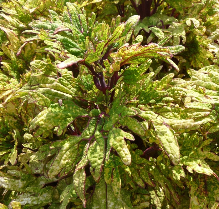 Mint Mocha Coleus - Solenostemon scutelleriodes 'Mint Mocha' from Kings Garden Center