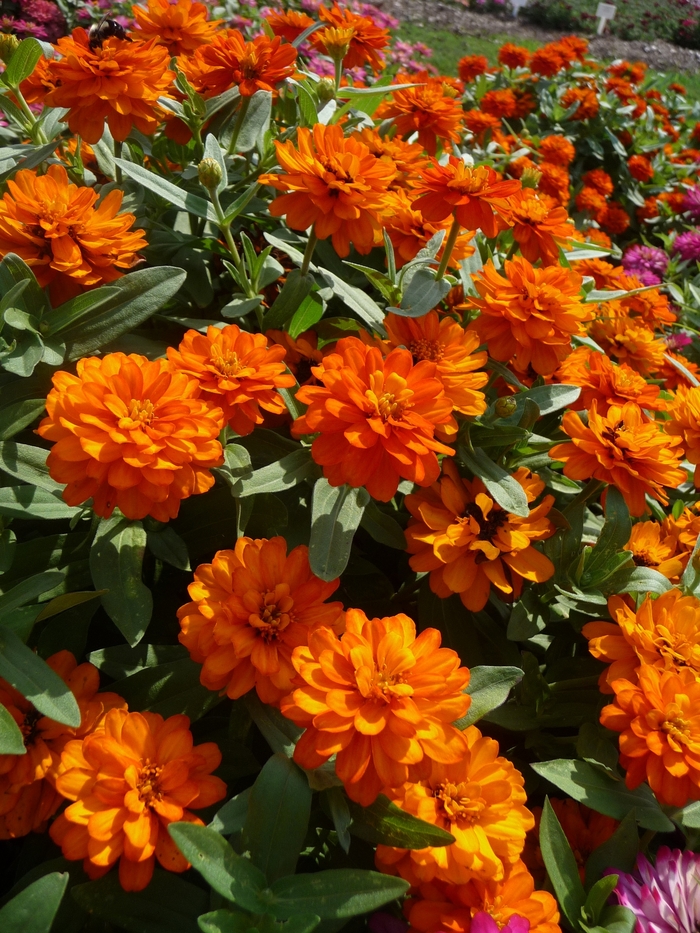 Zinnia - Zinnia hydrid 'Profusion Fire' from Kings Garden Center