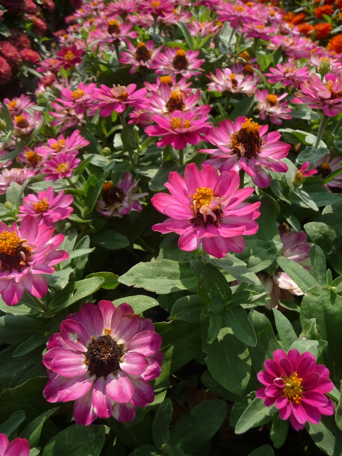 Zinnia - Zinnia hybrid 'Profusion Double Cherry' from Kings Garden Center