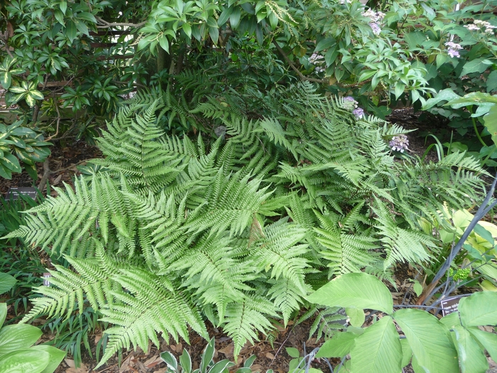 Autumn Fern - Dryopteris erythrosora from Kings Garden Center