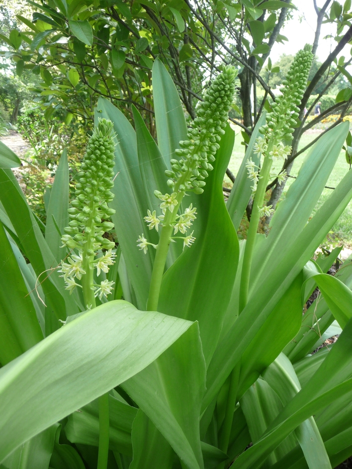 poleevansii '' Pineapple Lily Kings Garden Center